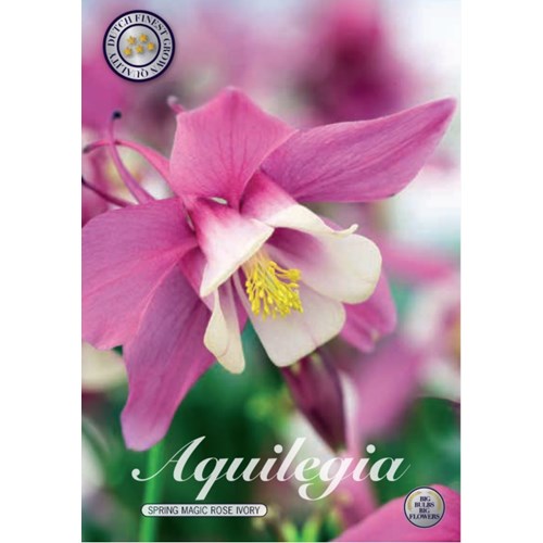 Akleja, Spring Magic Rose Ivory