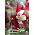 Akleja, Swan Red an White