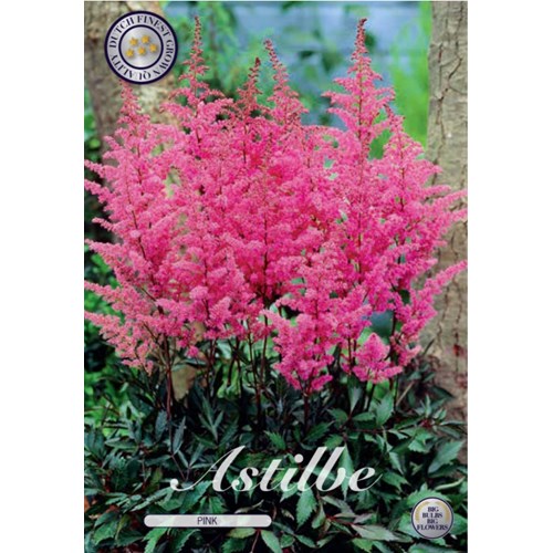 Astilbe, rosa