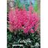 Astilbe, rosa