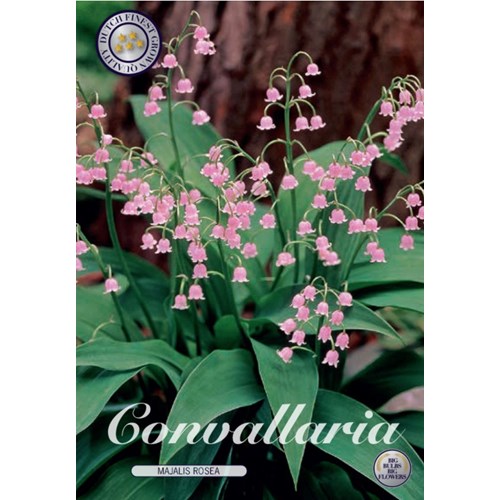 Convallaria Majalis rose