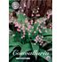 Convallaria Majalis rose