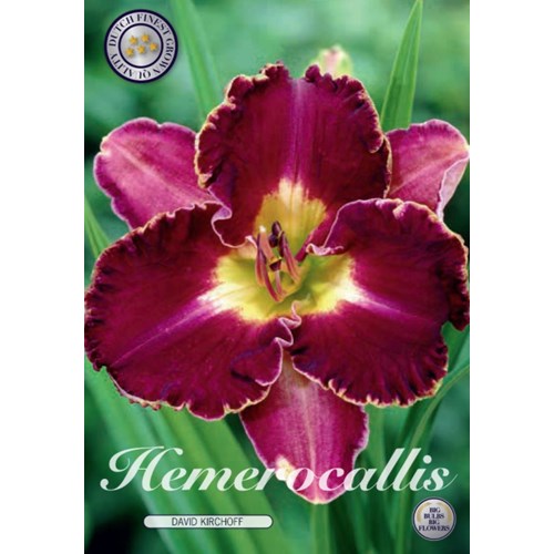 Daglilja, David Kirchoff