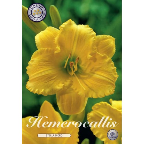 Daglilja, Stella d´Or