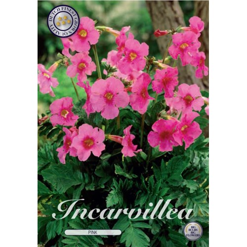 Incarvillea, rosa