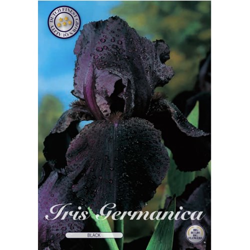Iris, Black