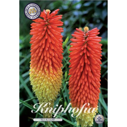 Fackellilja, Kniphofia Red Alcazar