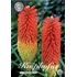 Fackellilja, Kniphofia Red Alcazar