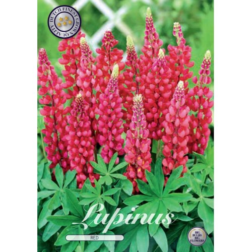 Lupin, röd