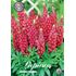 Lupin, röd