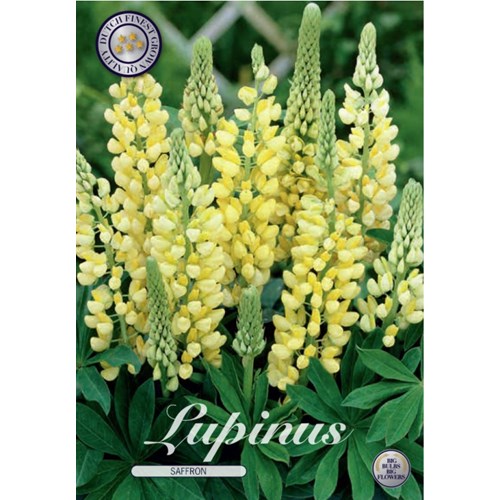 Lupin, saffran