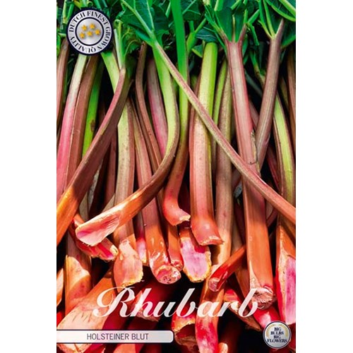 Rabarber, Holsteiner Blut