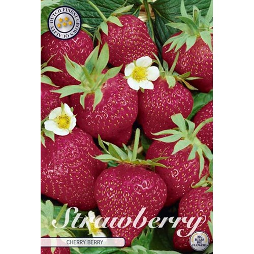 Jordgubbe, Cherry Berry