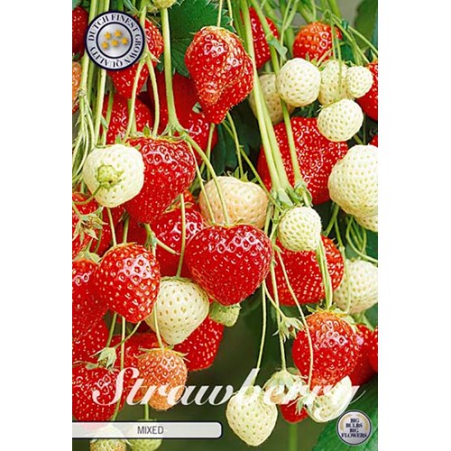 Jordgubbe, Blandade sorter