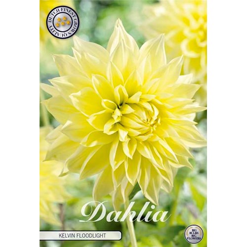 Dahlia, Kelvin Floodlight