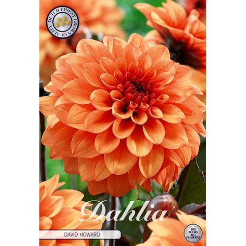 Dahlia, David Howard