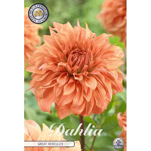 Dahlia, Great Hercules