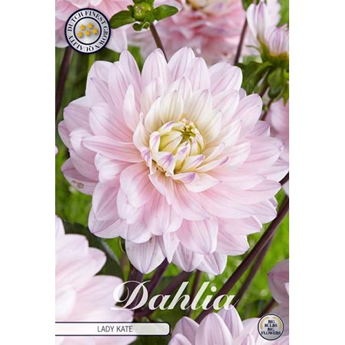 Dahlia, Lady Kate