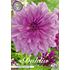 Dahlia, Lavender ruffles