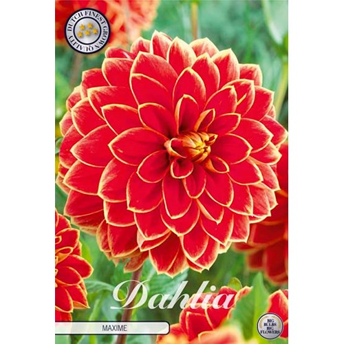 Dahlia, Maxime