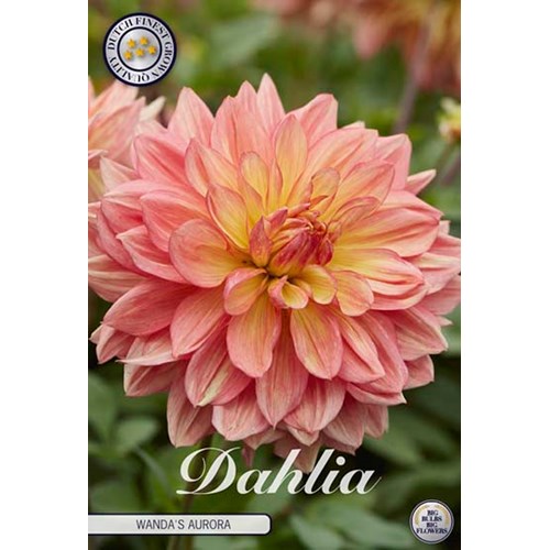 Dahlia, Wandas Aurora