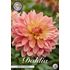 Dahlia, Wandas Aurora