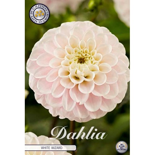 Dahlia, White Wizard