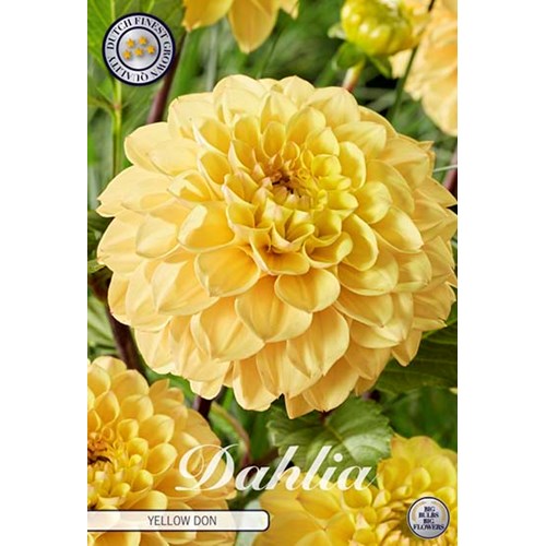 Dahlia, Yellow Don