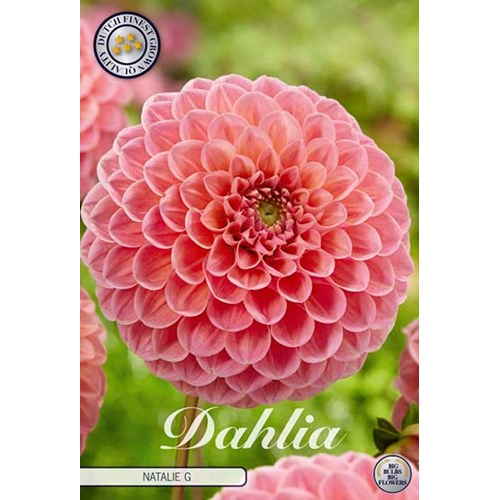 Dahlia, Natalie G