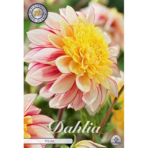 Dahlia, Polka