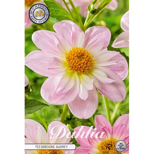 Dahlia, Teesbrooke Audrey