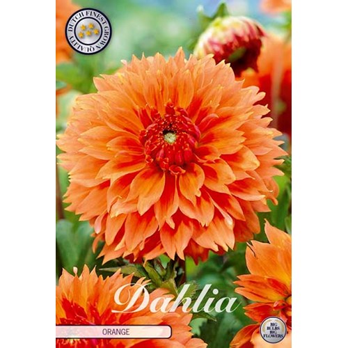 Dahlia, Fubuki Orange