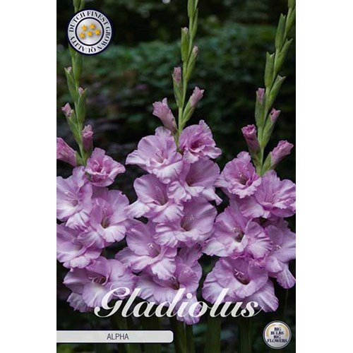 Gladiol, Alpha