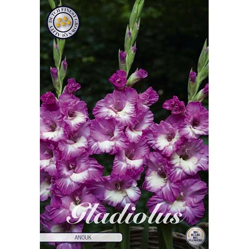 Gladiol, Anouk