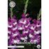 Gladiol, Anouk