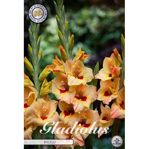 Gladiol, Bocelli