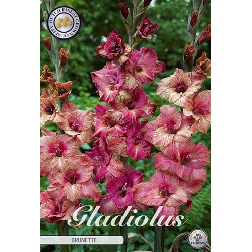Gladiol, Brunette