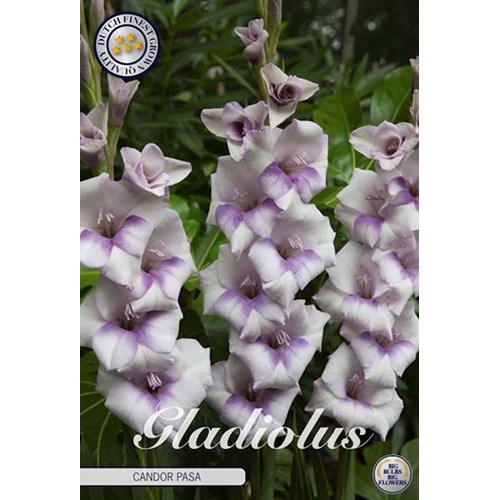 Gladiol, Candor Pasa