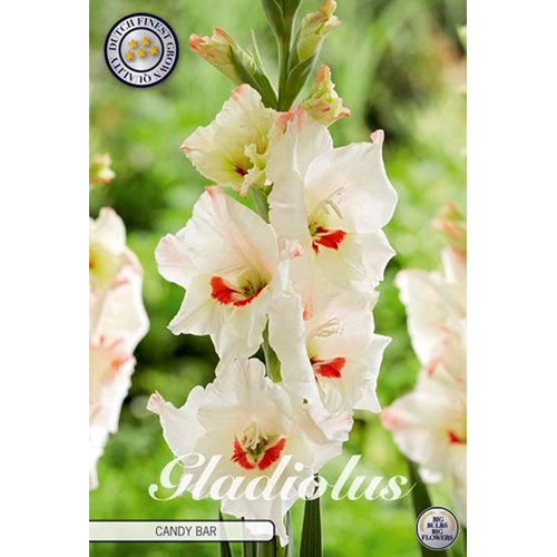 Gladiol, Candy bar