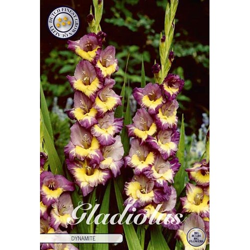 Gladiol, Dynamite