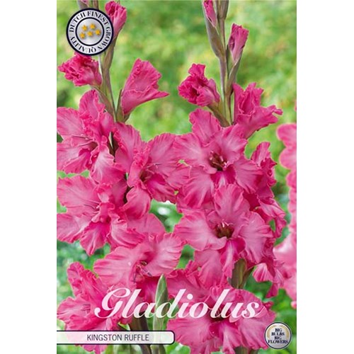 Gladiol, Kingston ruffle