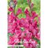 Gladiol, Kingston ruffle