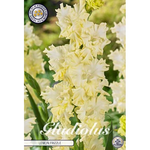 Gladiol, Lemon frizzle