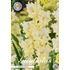 Gladiol, Lemon frizzle