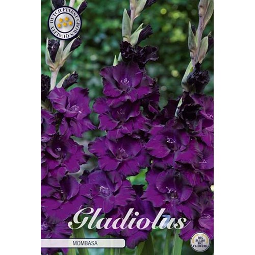 Gladiol, Mombasa