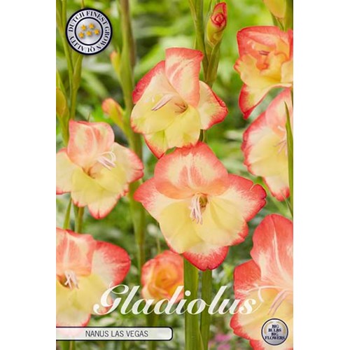 Gladiol, Nanus Las Vegas