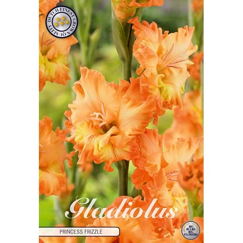 Gladiol, Princess frizzle