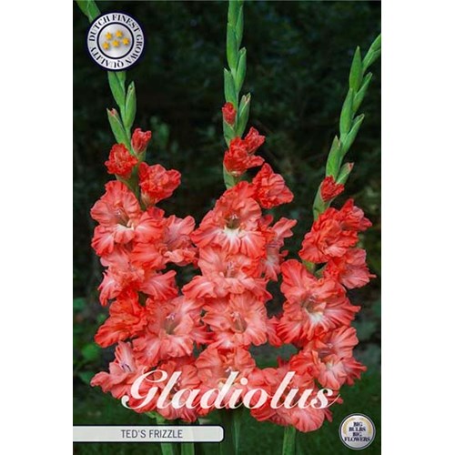 Gladiol, Teds frizzle