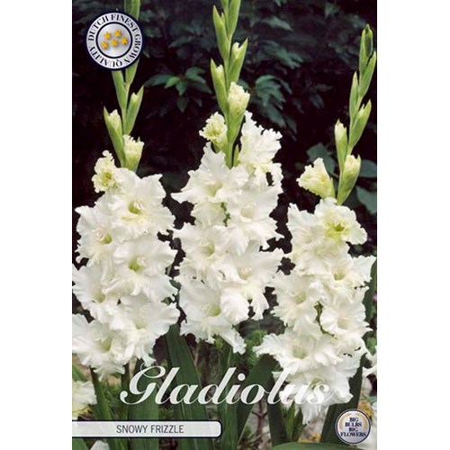Gladiol, Snowy frizzle