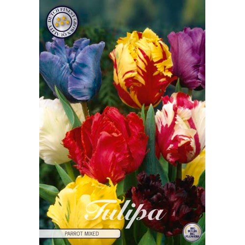 Tulpan, Papegoj, Parrot Mixed